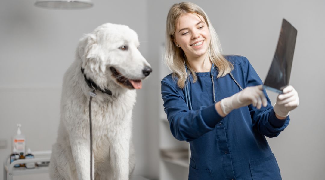 Pet Digital Radiography