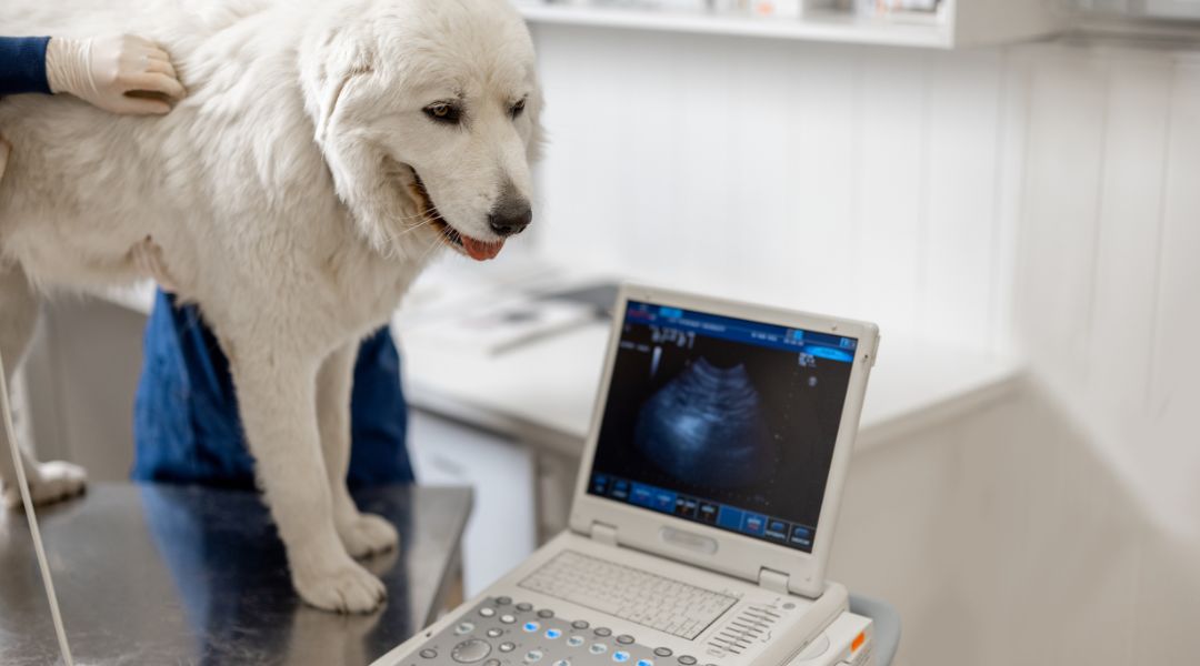 Veterinary Digital Radiography